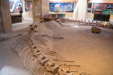fossils & climate change museum, wadi hitan